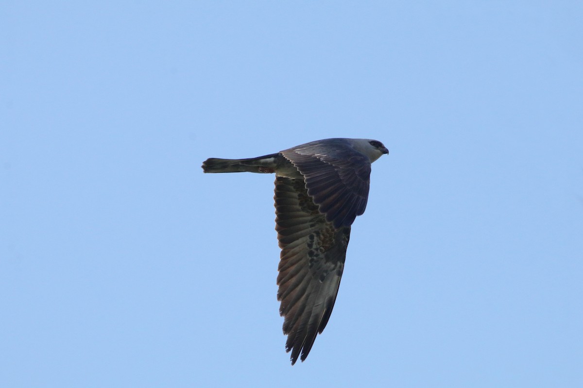 Mississippi Kite - Susan Zelek