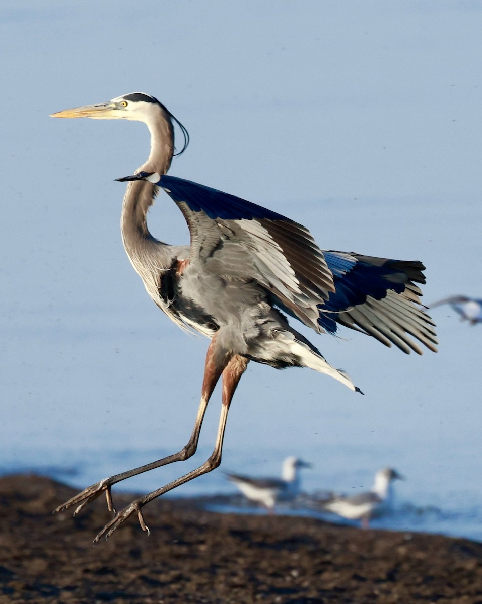 Great Blue Heron - ML619343886