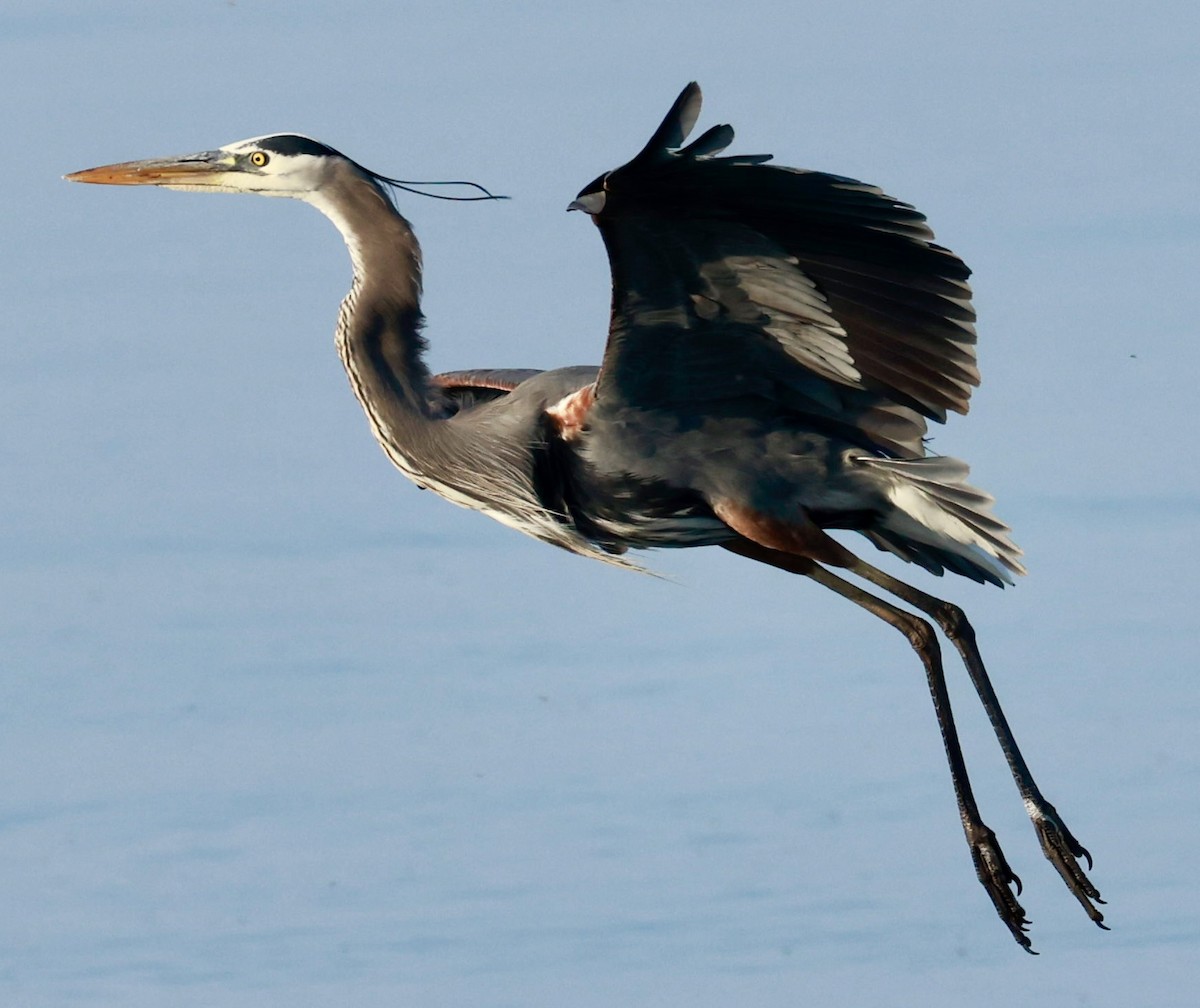 Great Blue Heron - ML619343887