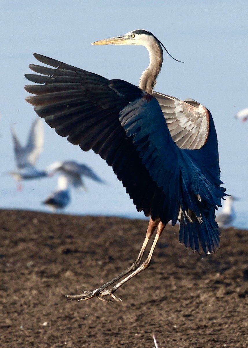 Great Blue Heron - ML619343888