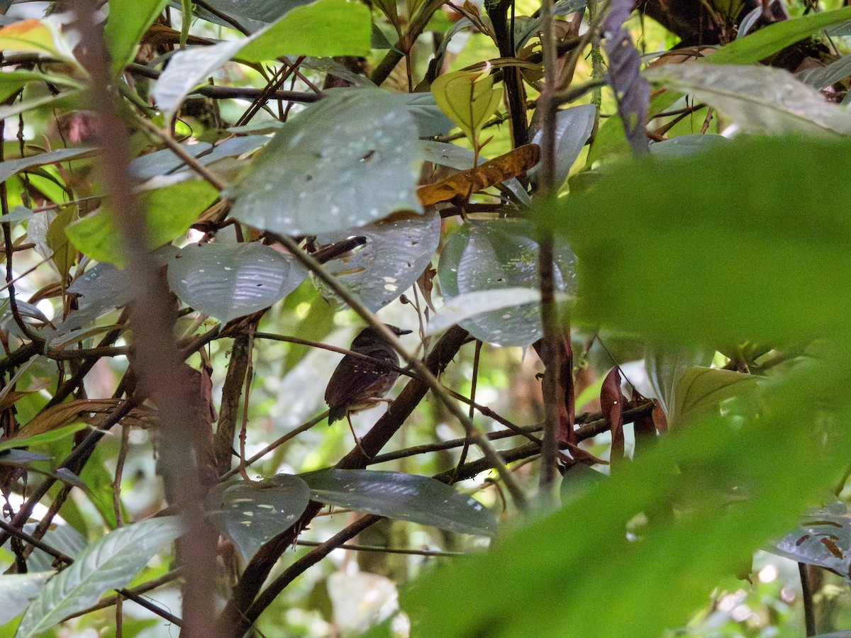 Ash-throated Gnateater - Julio Giraldo