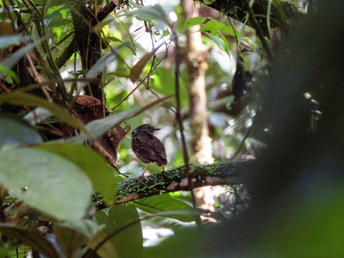 Ash-throated Gnateater - Julio Giraldo