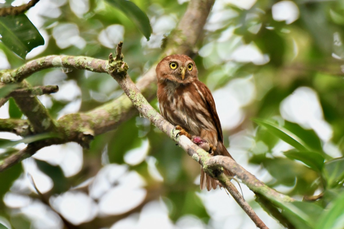 Ferruginous Pygmy-Owl - Kelvin Bodden