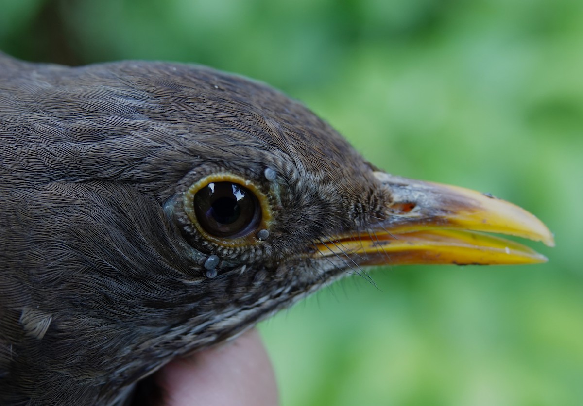 Eurasian Blackbird - ML619343908