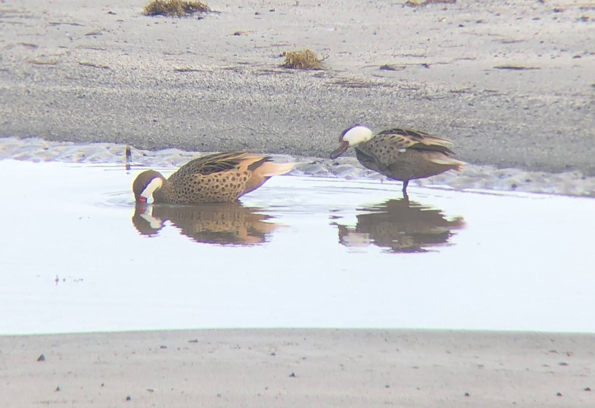 White-cheeked Pintail - ML619343932