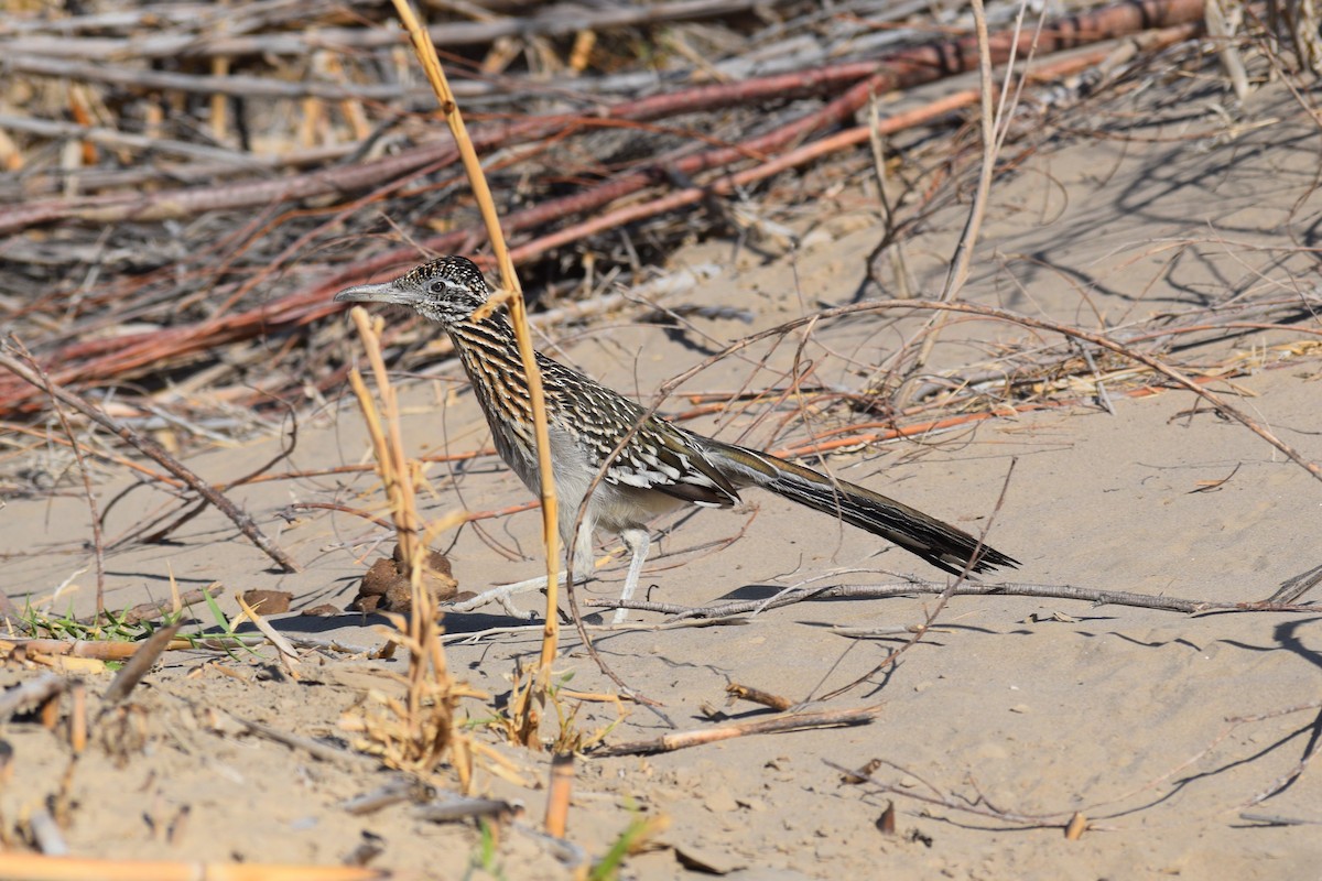 Greater Roadrunner - William Harmon