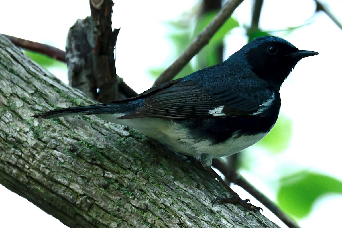 Black-throated Blue Warbler - Jeff Skevington
