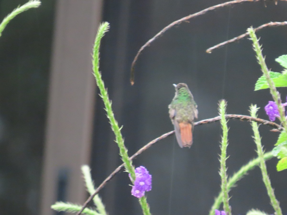 Rufous-tailed Hummingbird - Randy Lynch