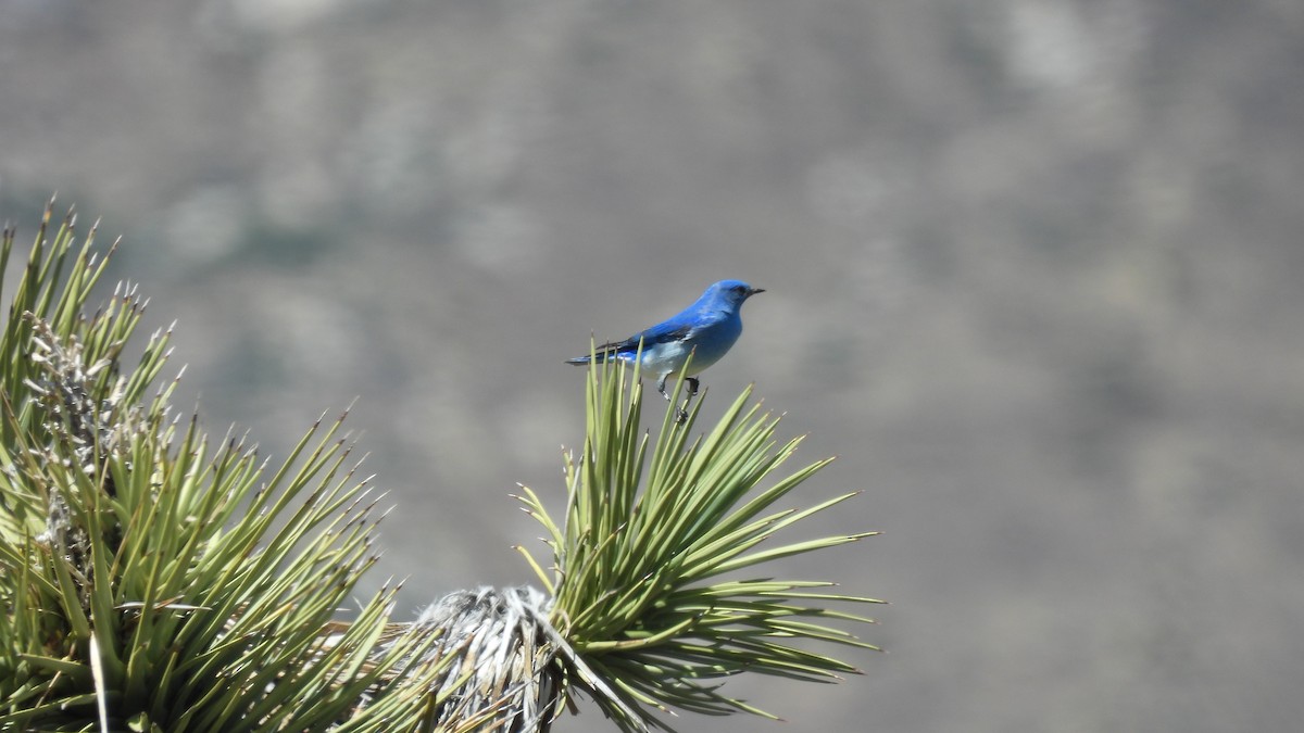 Mountain Bluebird - ML619343957