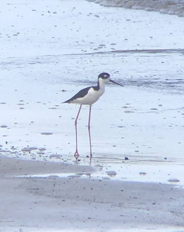 Black-necked Stilt - ML619344034