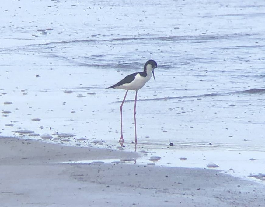 Black-necked Stilt - ML619344035