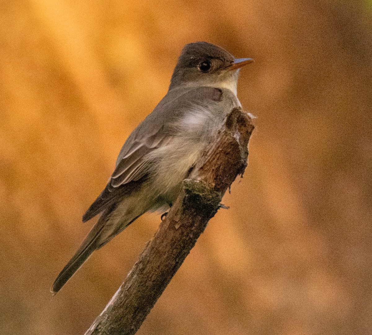 Eastern Wood-Pewee - ML619344057