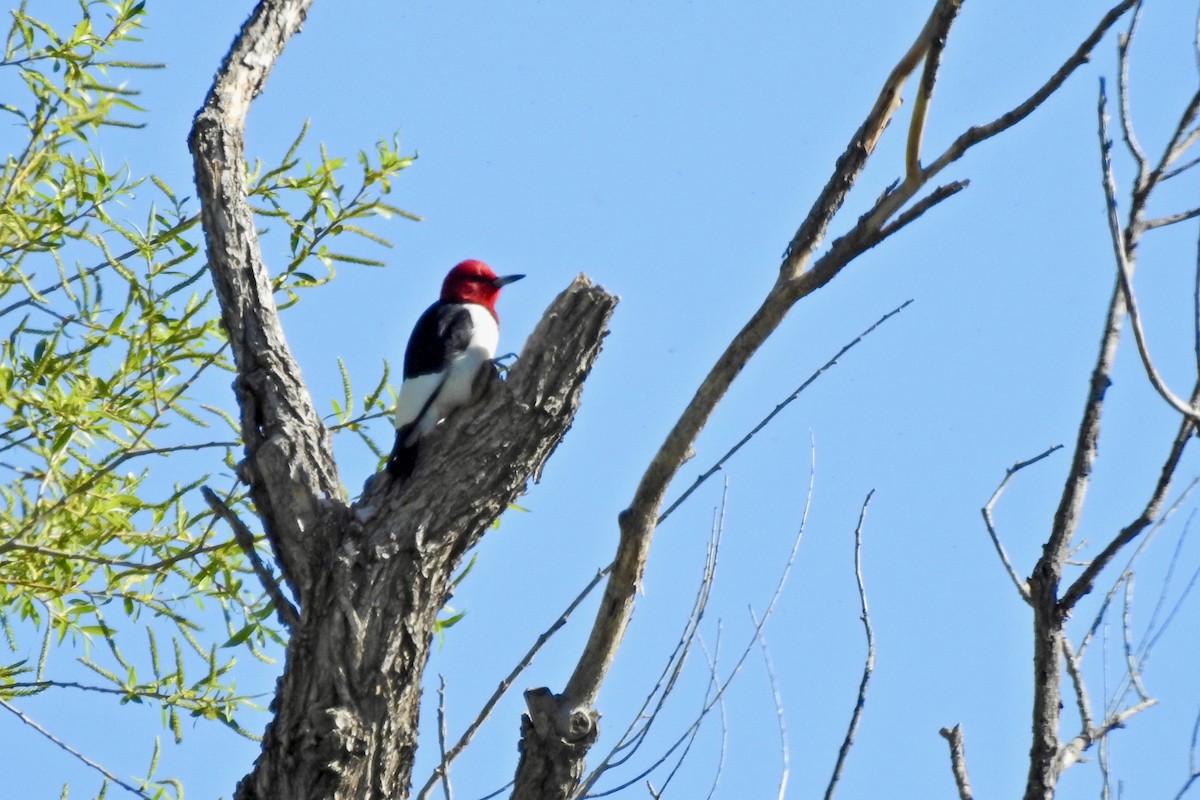 Red-headed Woodpecker - Teresa Gehring