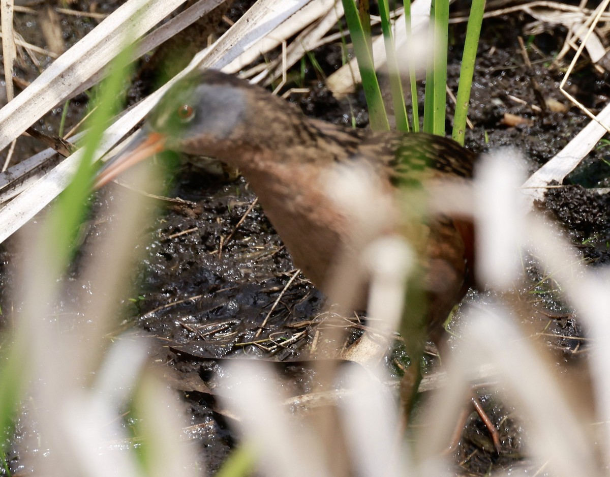 Virginia Rail - Jeff Skevington