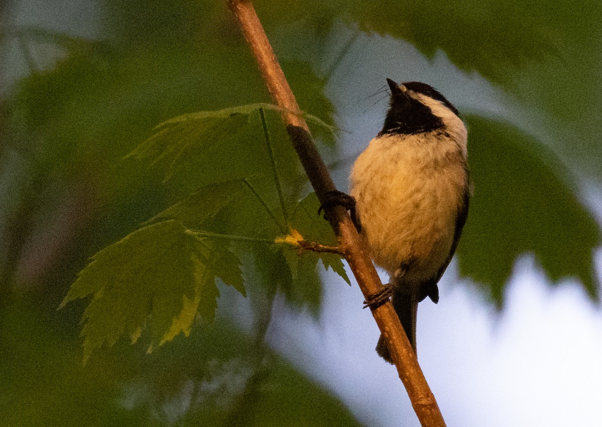 Mésange à tête noire - ML619344092