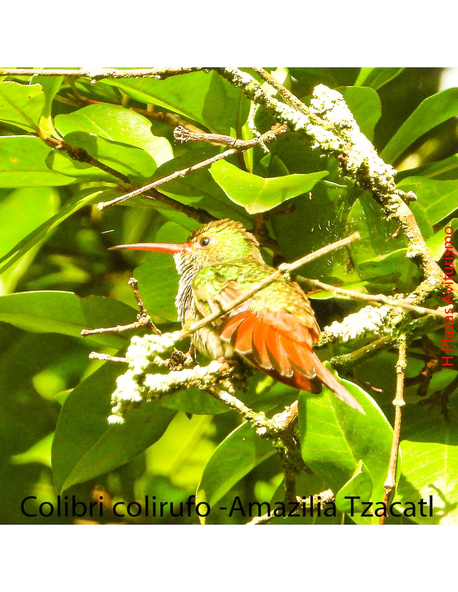 Rufous-tailed Hummingbird - Henry Plazas