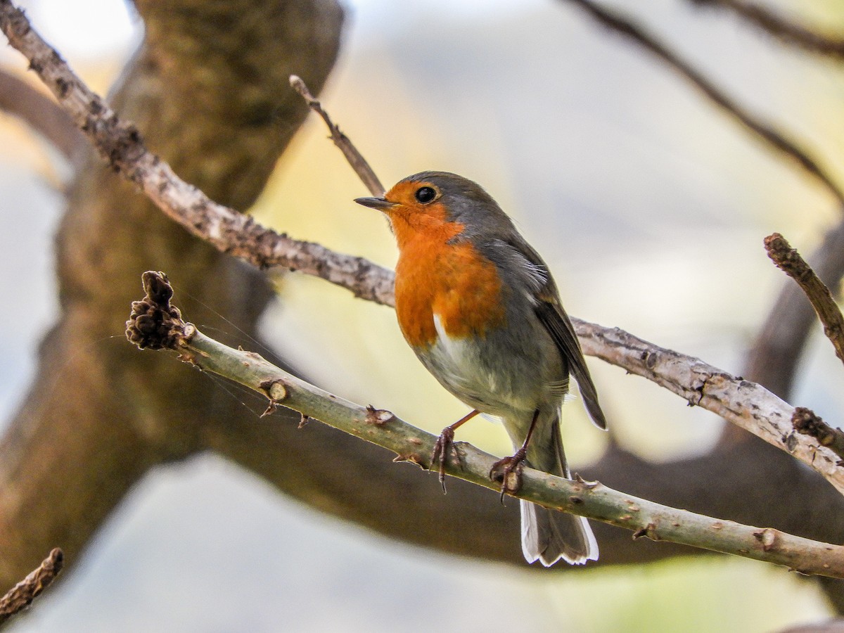 European Robin - Jorge Plaza