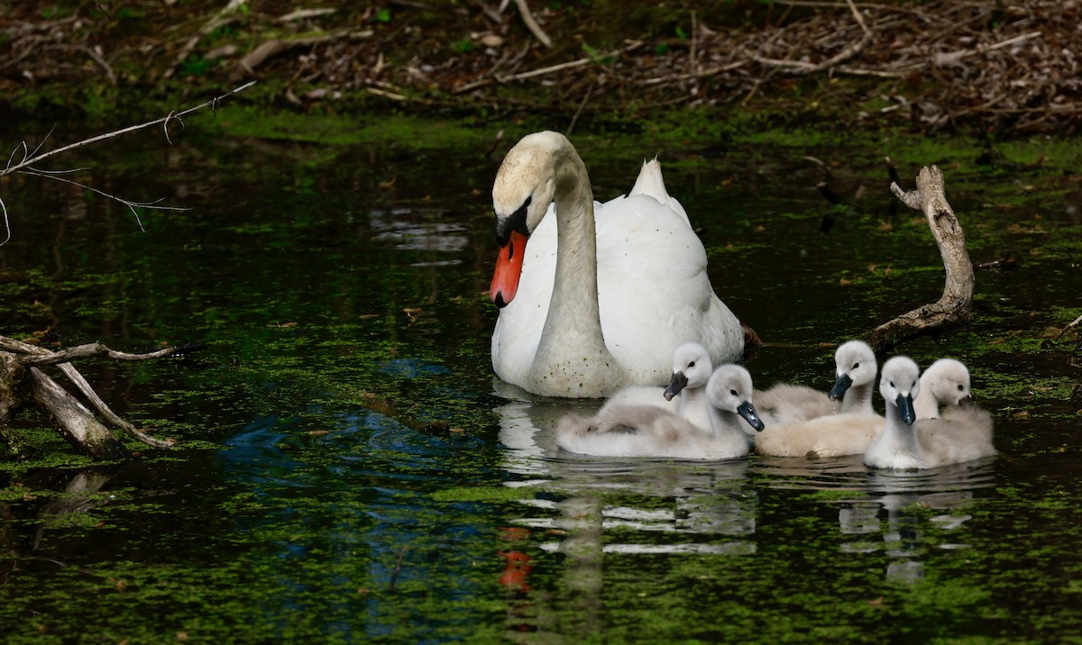 Mute Swan - ML619344129