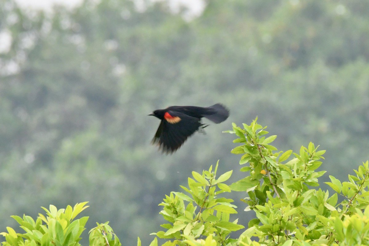 Red-winged Blackbird - Kelvin Bodden
