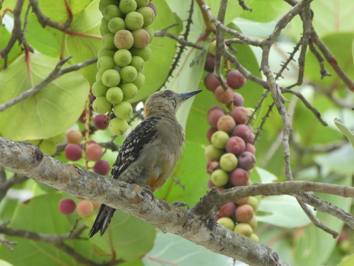 Red-crowned Woodpecker - ML619344138