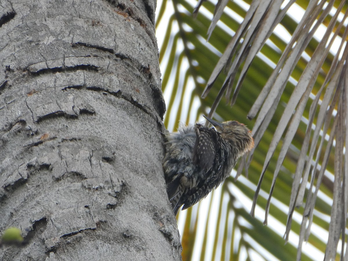 Red-crowned Woodpecker - ML619344140