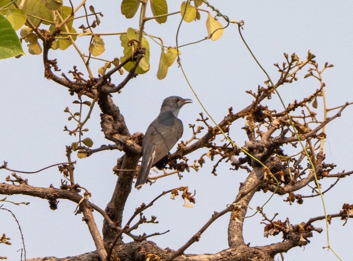 Gray-bellied Cuckoo - Jagdish Jatiya