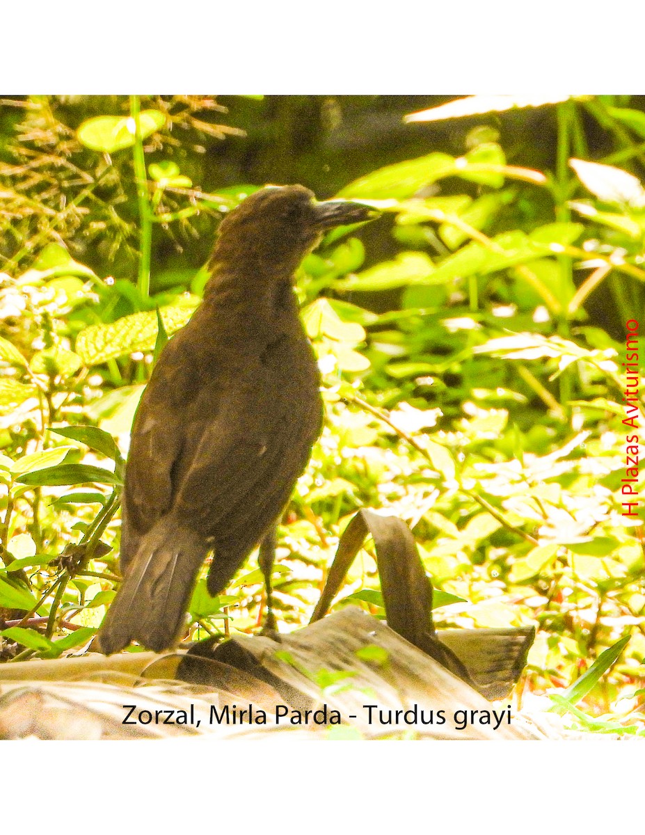 Clay-colored Thrush - ML619344198