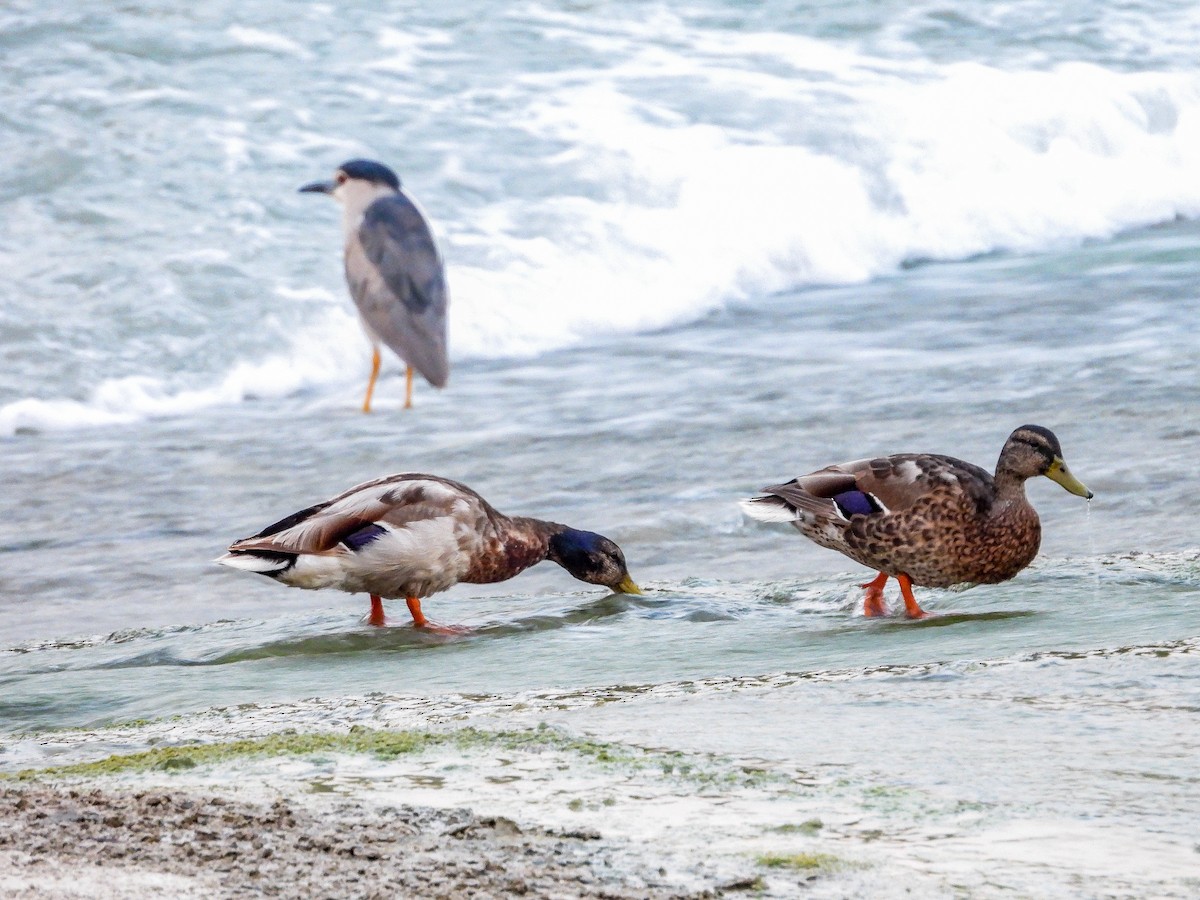 Mallard - Jorge Plaza