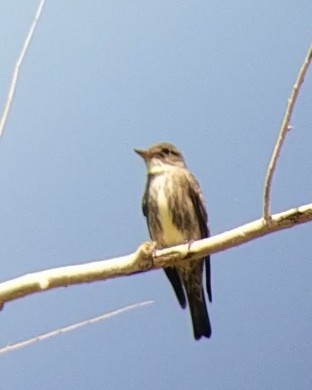 Olive-sided Flycatcher - Craig Felts