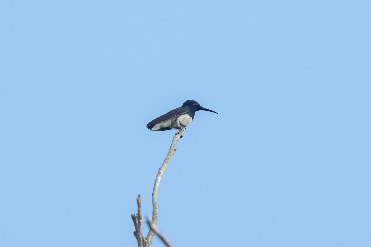 White-necked Jacobin - ML619344224