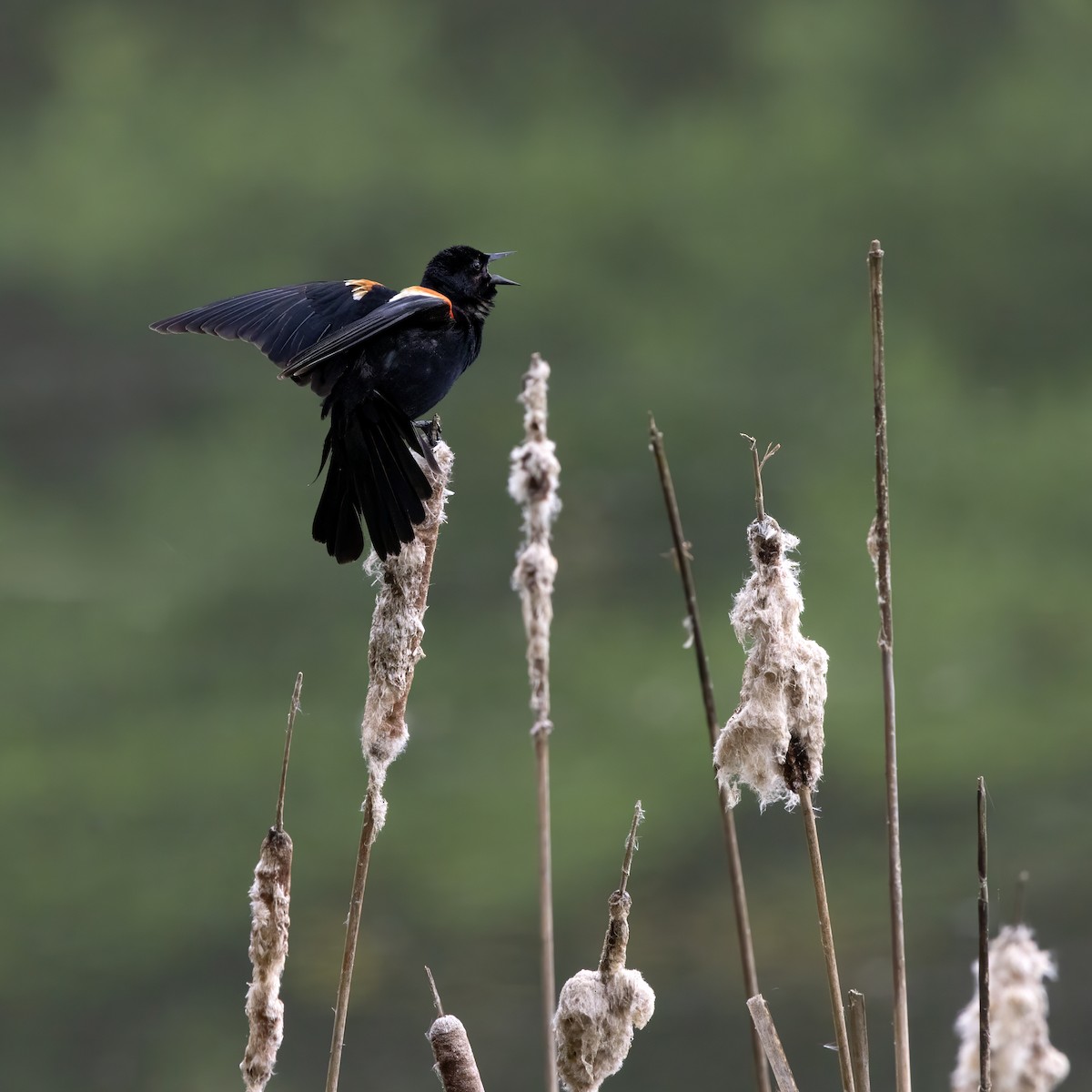 Red-winged Blackbird - Dale M