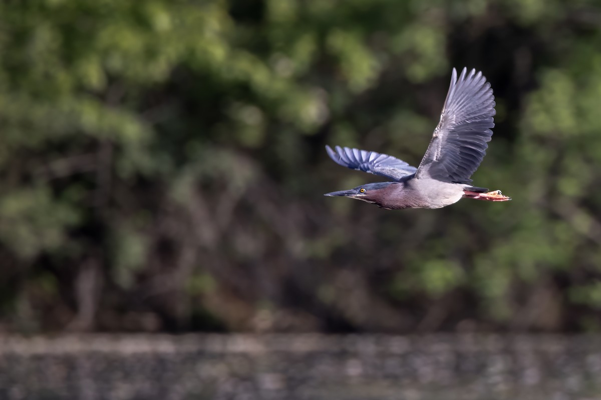 Green Heron - Dale M