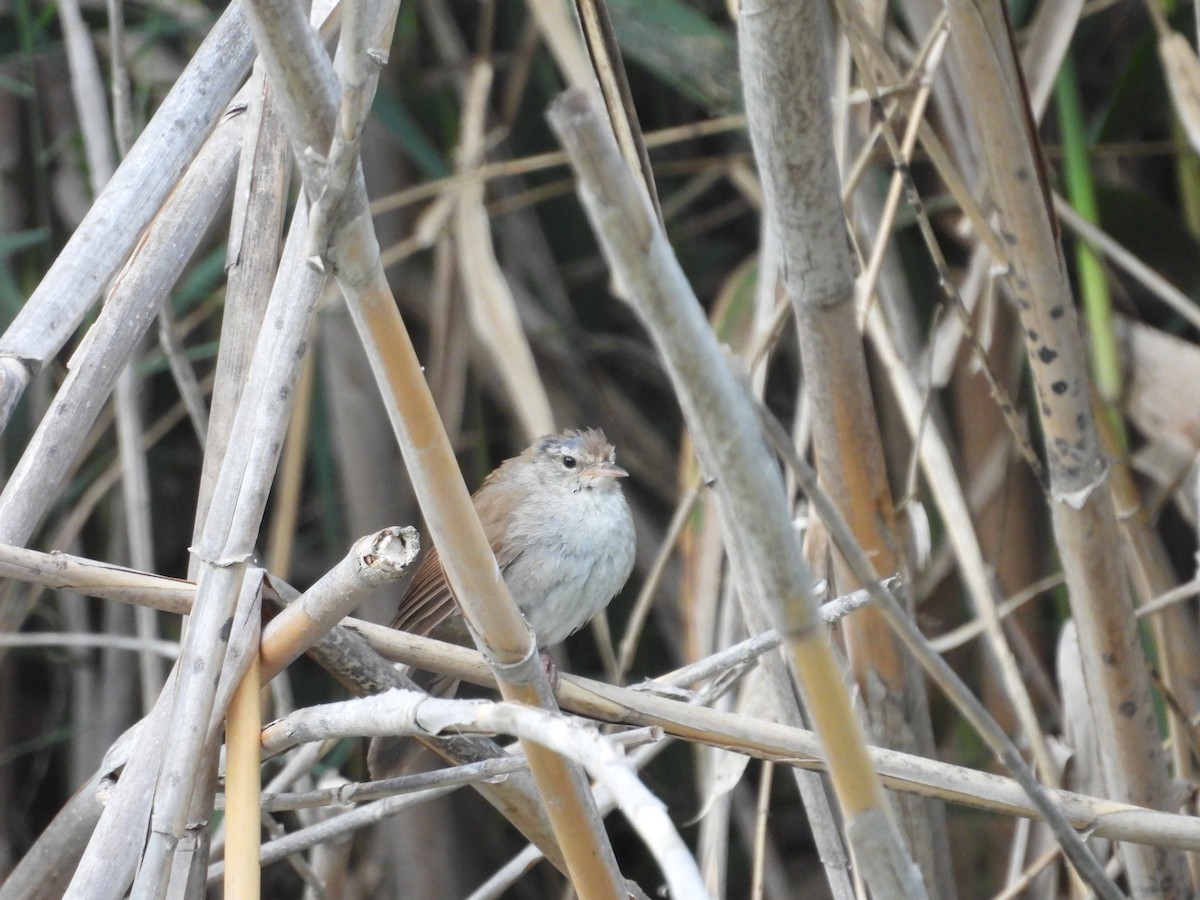 Cetti's Warbler - Jorge Plaza