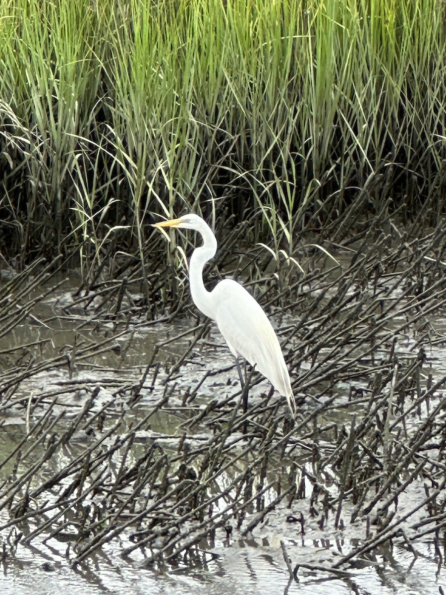 Great Egret - Cole Lundquist