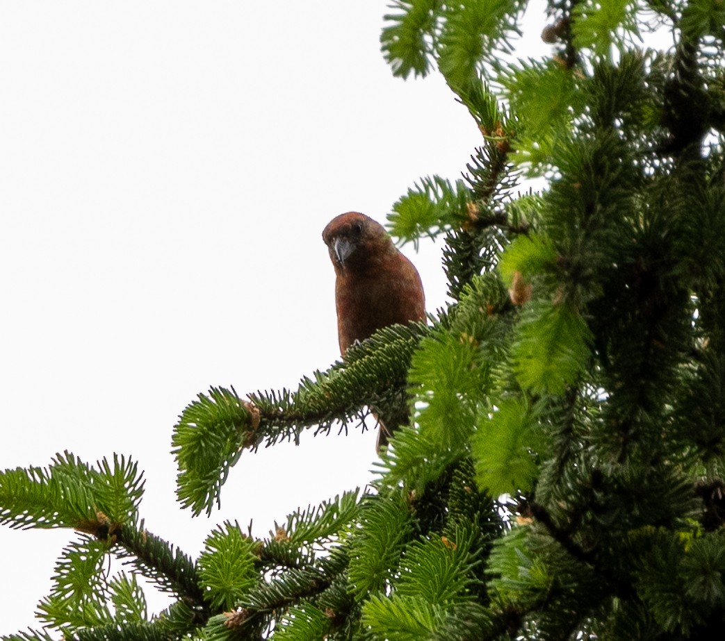 Red Crossbill - Anonymous