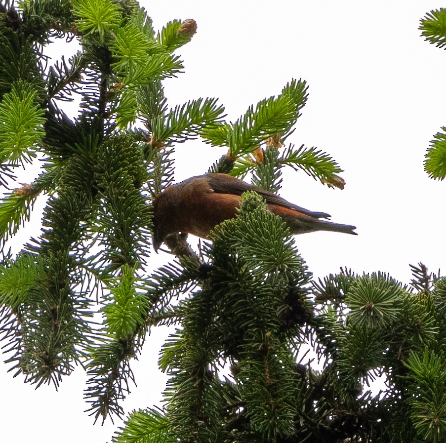 Red Crossbill - ML619344259