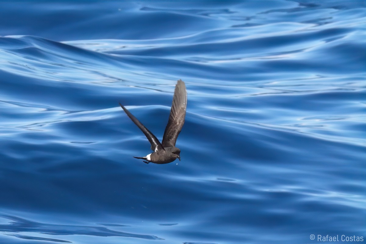 European Storm-Petrel - ML619344294