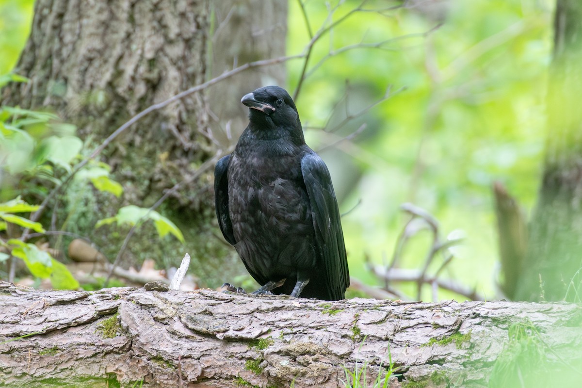 Common Raven - Cody Limber