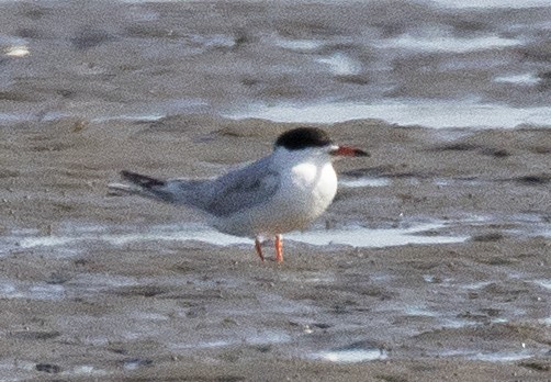 Forster's Tern - Cameron Cox