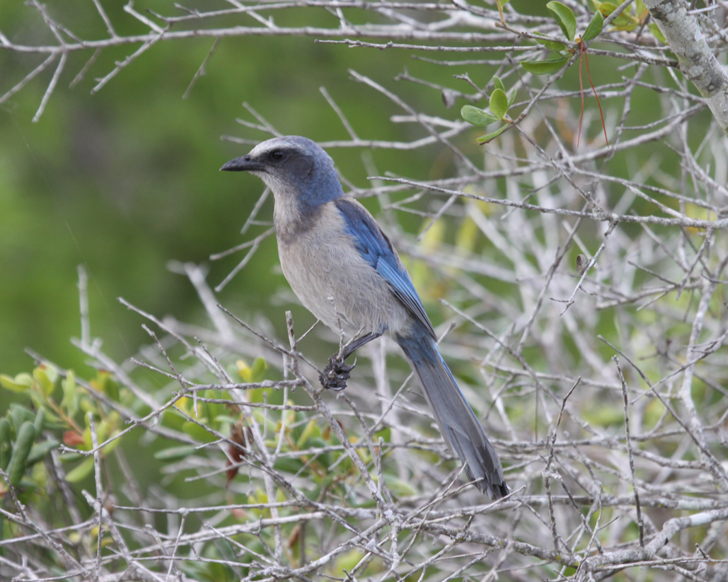 Florida Scrub-Jay - Carl Edwards