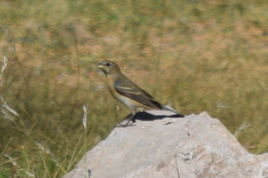 Lazuli Bunting - ML619344319