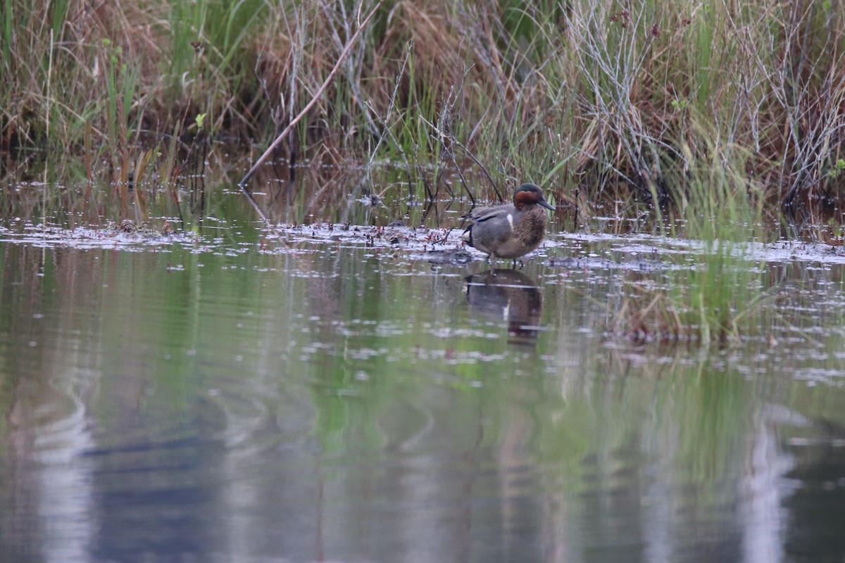 Green-winged Teal - Zachary Holderby