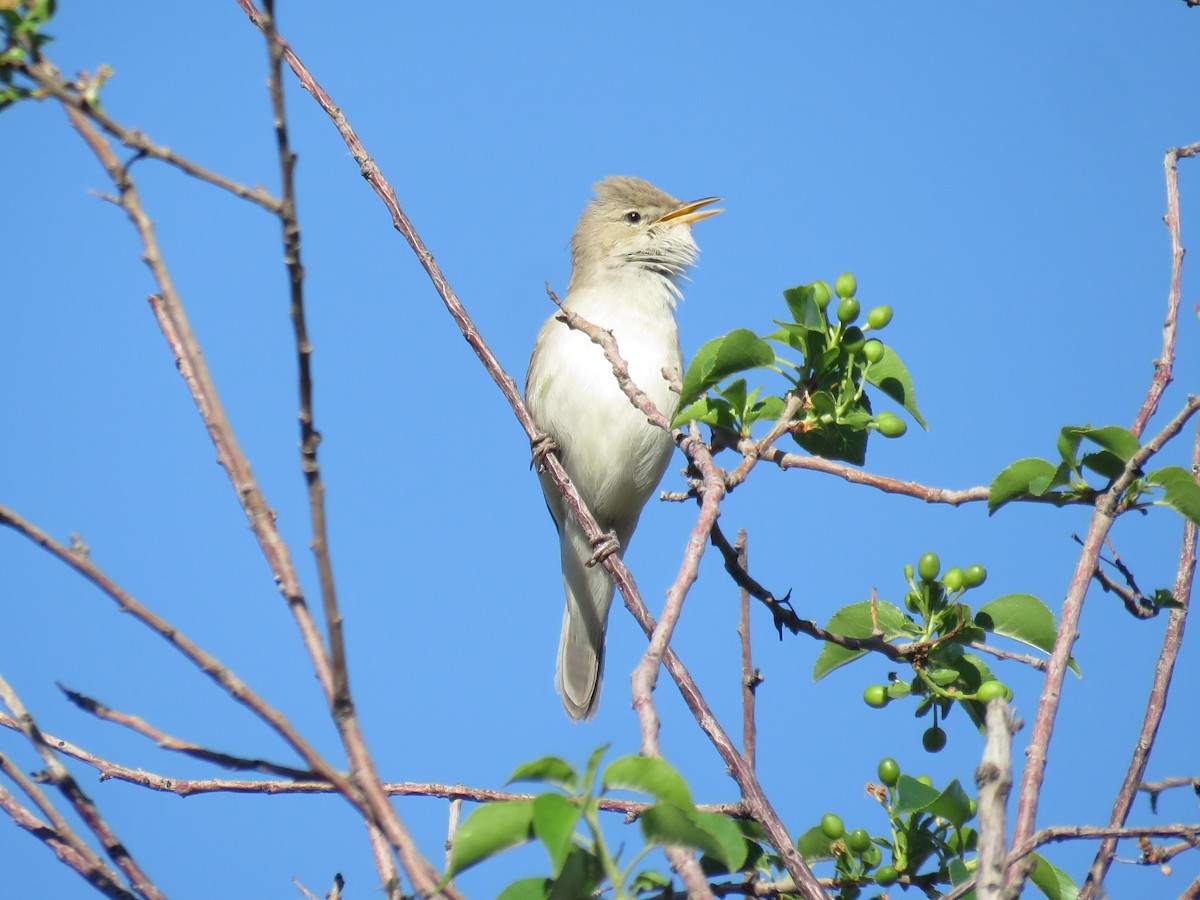 Eastern Olivaceous Warbler - Houman Doroudi