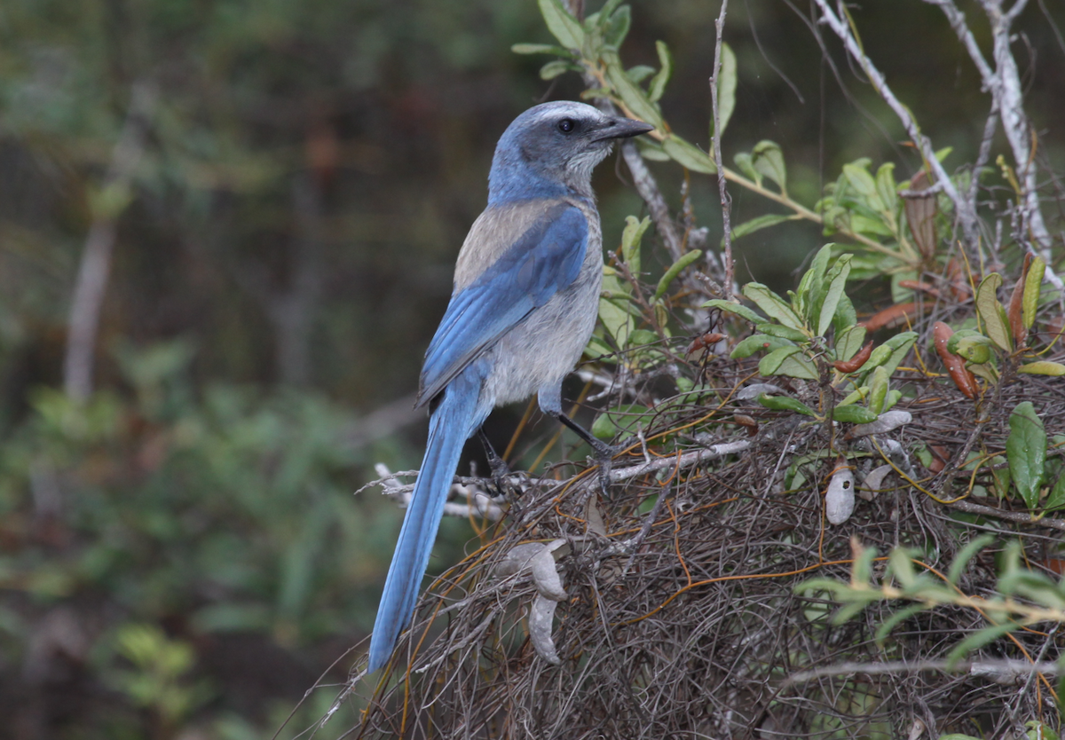 Florida Scrub-Jay - ML619344337