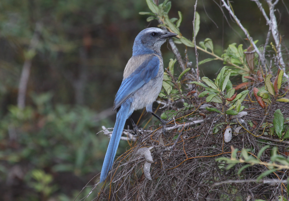 Florida Scrub-Jay - Carl Edwards