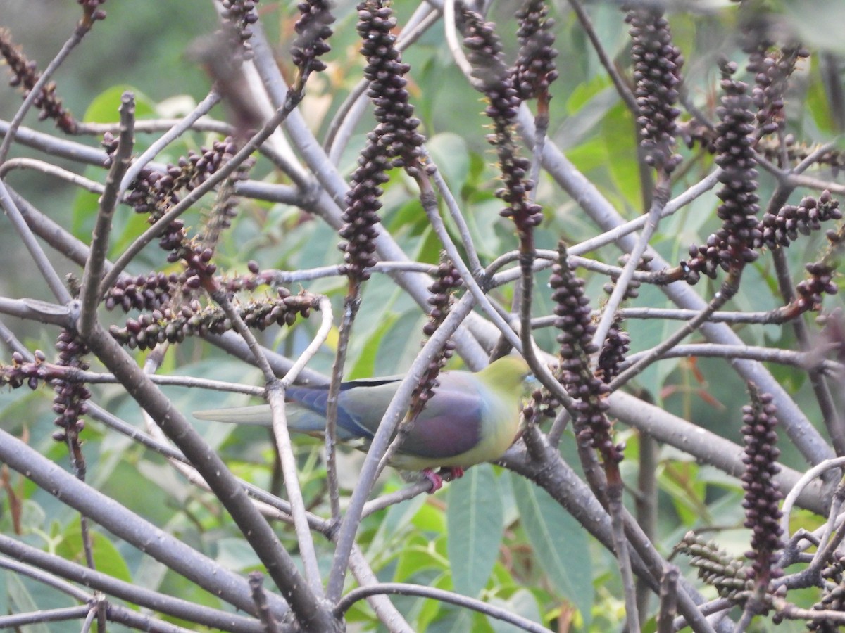 Wedge-tailed Green-Pigeon - Veda Nadendla