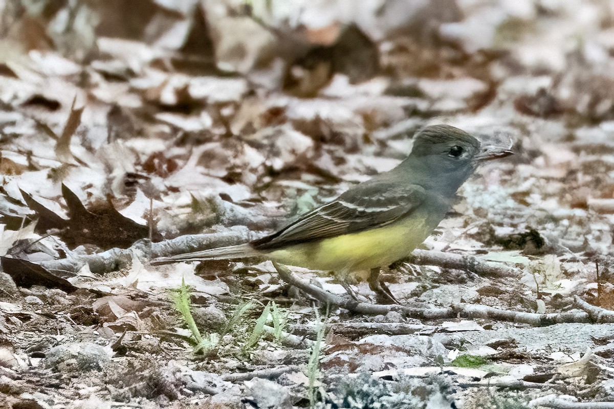 Great Crested Flycatcher - ML619344350