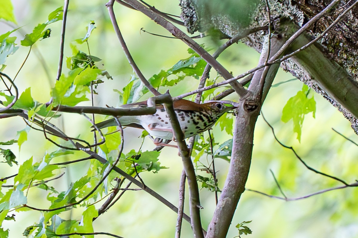 Wood Thrush - ML619344365