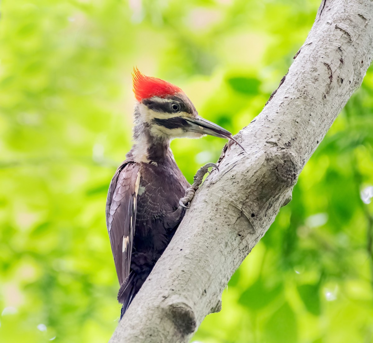 Pileated Woodpecker - Jim Easton