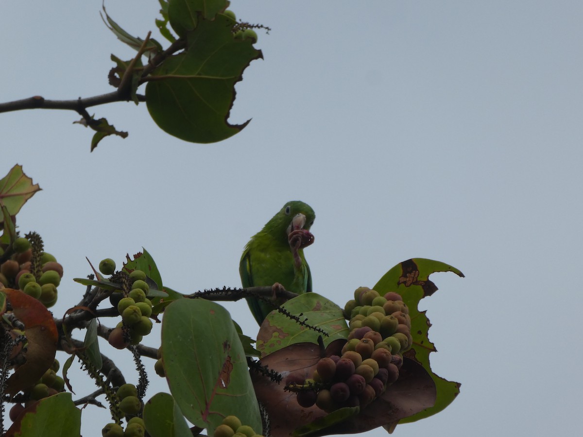 Orange-chinned Parakeet - Joseph Crane